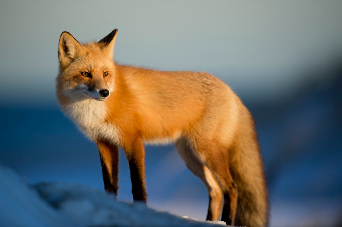 Red fox in British urban environment